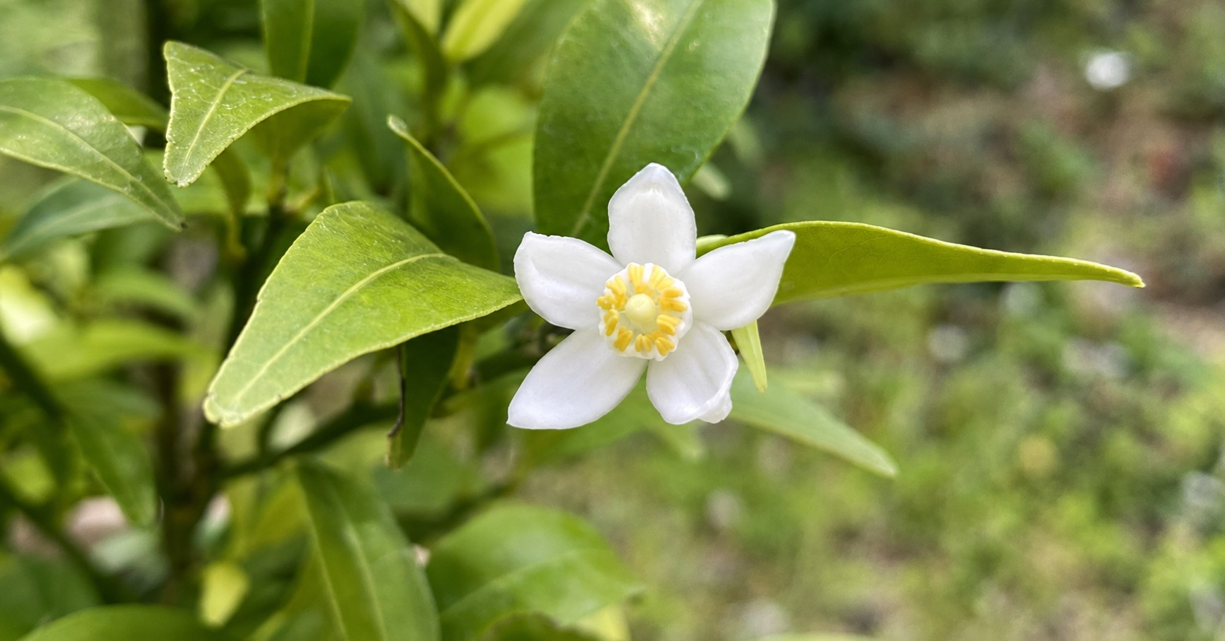 タチバナの花