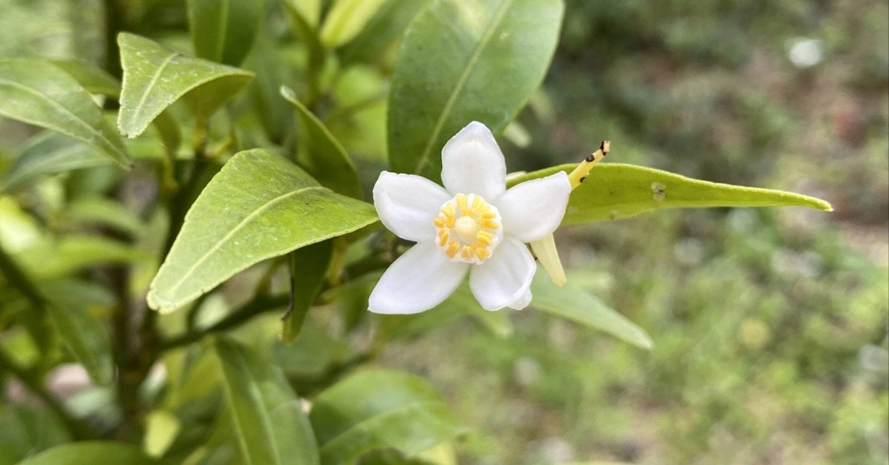 タチバナの花
